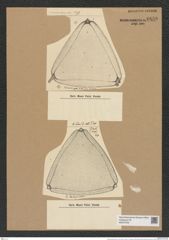 Trinacria kittoniana Grun. (de-Toni-Nr.: Genus 119, Species 3409) Zeichnungen Sammlung Grunow Nr. 6850 (NHMW-BOT-W0375705)